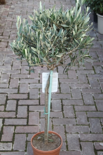Olive Trees - Half standards - Approx 1.1M Tall-Olea europaea Olive Trees - Half standards - Approx 1.1M Tall-Olea europaea.