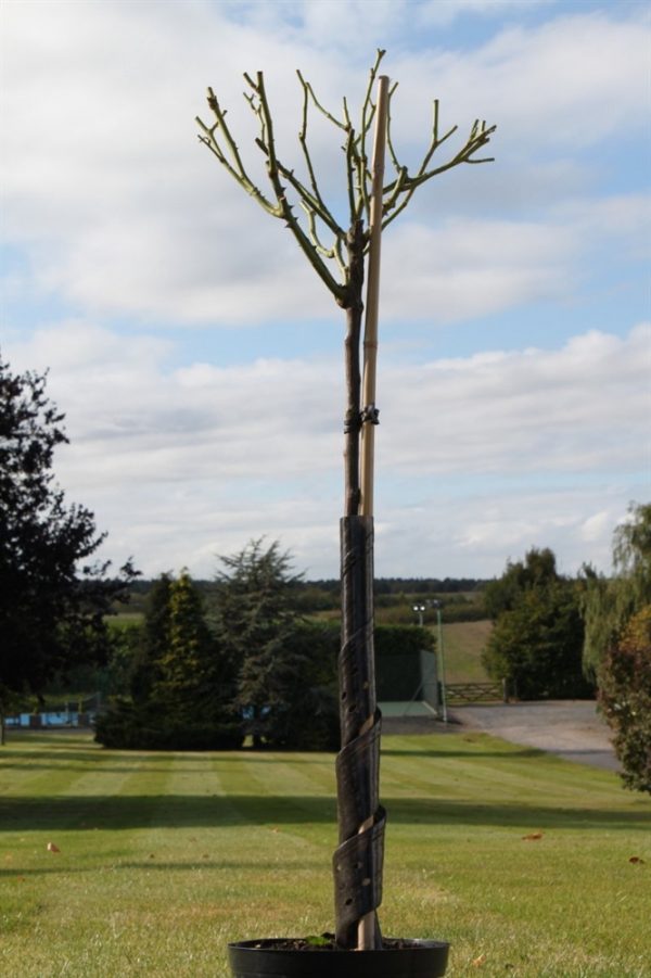 Standard Rose Tree Bush Variety 'Congratulations'