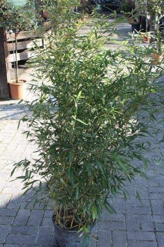 Phyllostachys Aurea - White Garden Bamboo- Large 1.7M