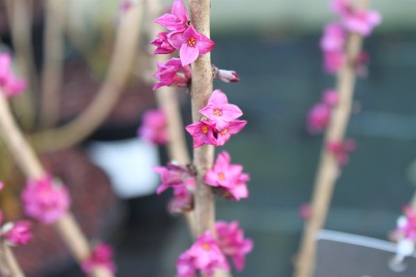 Daphne Mezereum- Good Sized Plants 65cms Tall