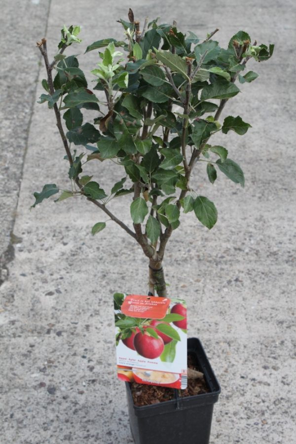 Dwarf Patio Fruit Tree- Apple- Variety Cox's Orange- Approx 75cm Tall