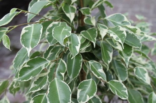 House or Office Plant -Ficus benjamina Variegata - Variegated Weeping Fig 60cms