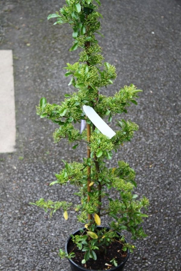 Pyracantha Plants -Variety Golden Charmer - Firethorn- LARGE PLANTS 1.5M Tall