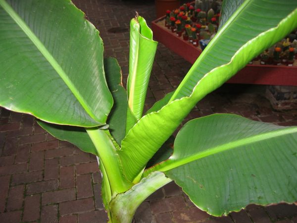 Musa dwarf Tropicana- Banana Tree -Approx 80cms
