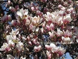 Magnolia Soulangeana - Tulip Tree -Established Plants 50cms Tall 2 Magnolia Soulangeana - Tulip Tree -Established Plants 50cms Tall