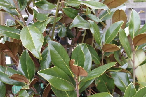 Magnolia Grandiflora - Evergreen Magnolia- Large Plants 1.6M Tall