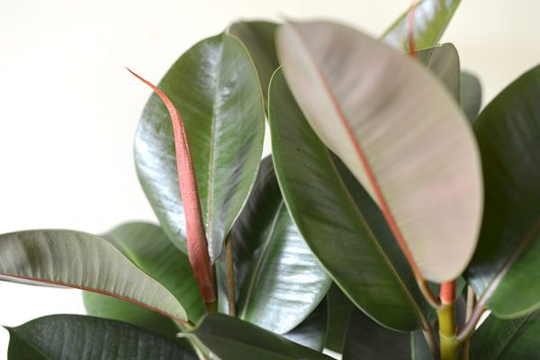 Ficus elastica  - Green Rubber Plant 35cm