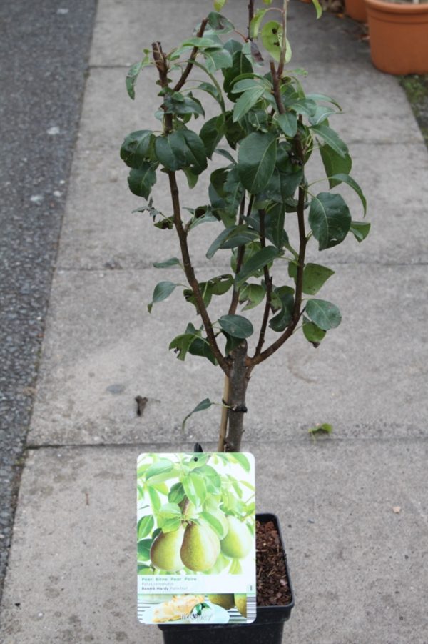 Dwarf Patio Fruit Tree- Pear- Variety 'Beurre Hardy' Approx 75cms Tall