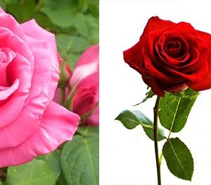 Plants - Roses