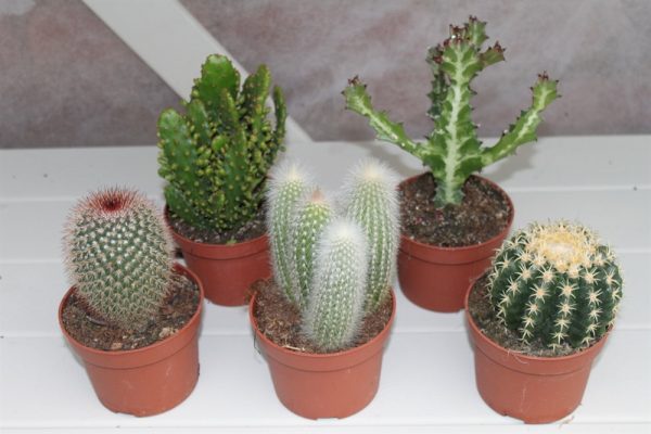 Cactus Plants- Set of 5 Large Indoor Cactus Plants