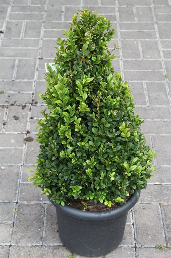Buxus sempervirens Pyramid Shape Box Plant 75cm Tall