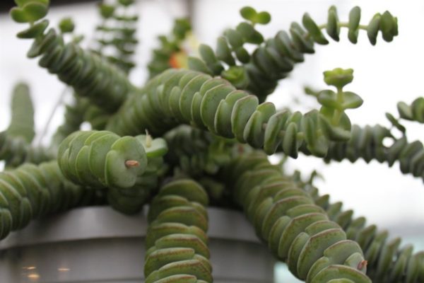 House or Office Plant -Crassula Hottentot -Hanging Plant