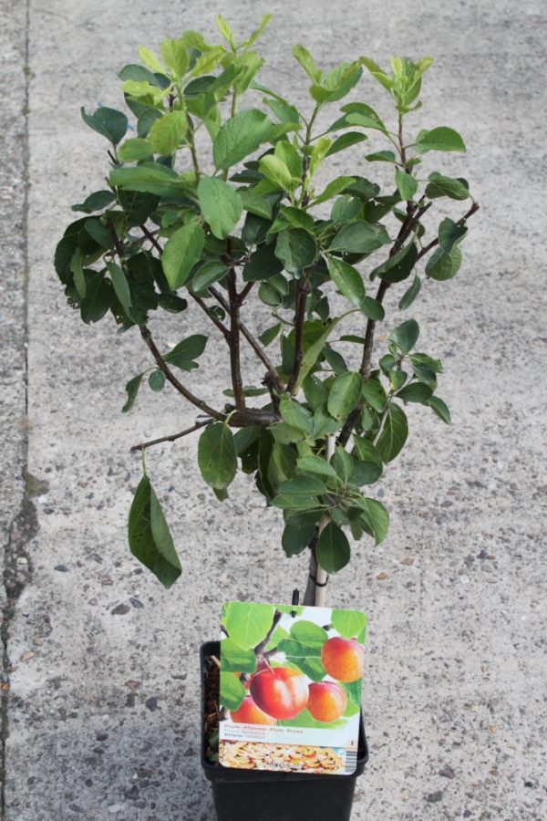 Dwarf Patio Fruit Tree- Plum- Variety Victoria - Approx 75cm Tall