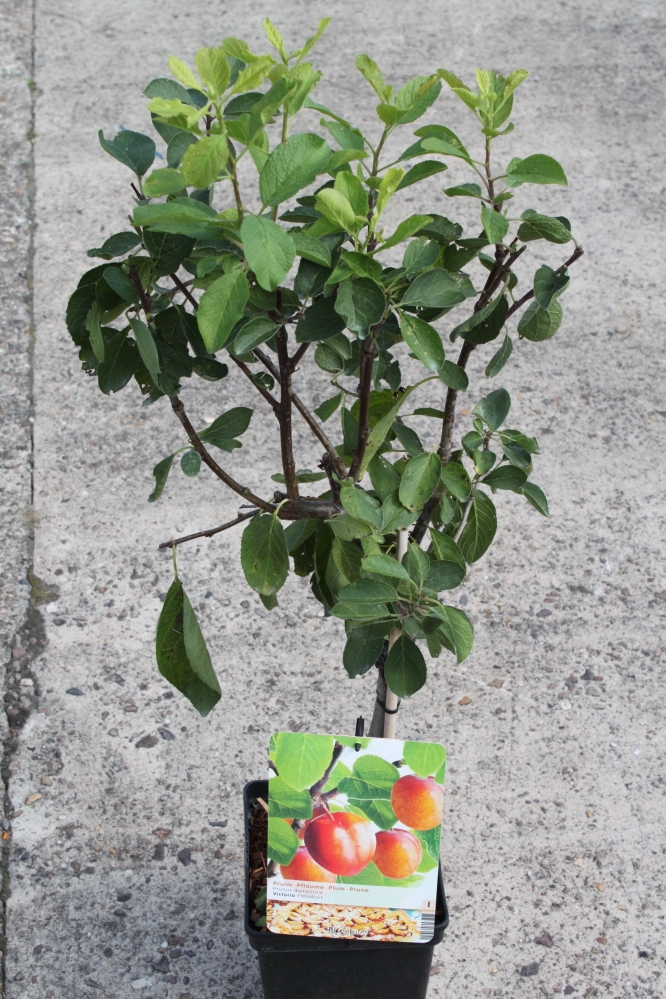 Dwarf Patio Fruit Tree- Plum- Variety Victoria – Approx 75cm Tall