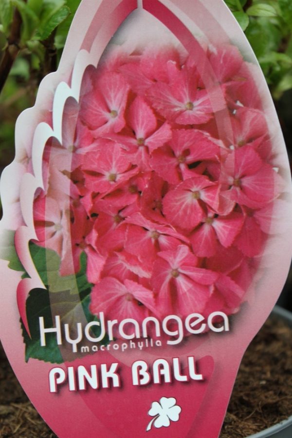 Hardy Garden Hydrangea Macrophylla 'Pink Ball Black Steel'