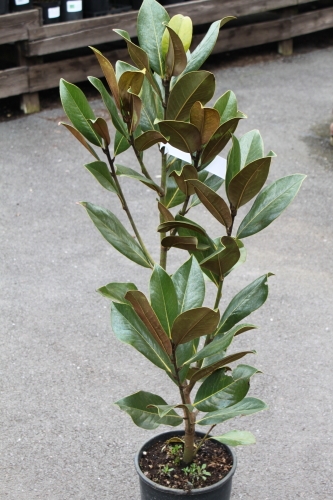 Magnolia grandiflora Good Plants Approx 100cm Tall