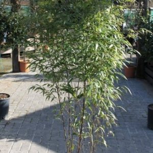 Phyllostachys Nigra - Black Bamboo Approx 1.8M Tall