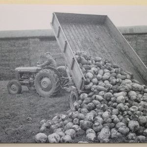 Massey Ferguson MF35 Tractor & Trailer Tipping Turnips