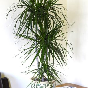 Draecena Marginata - Madagascar Dragon Tree 90cms