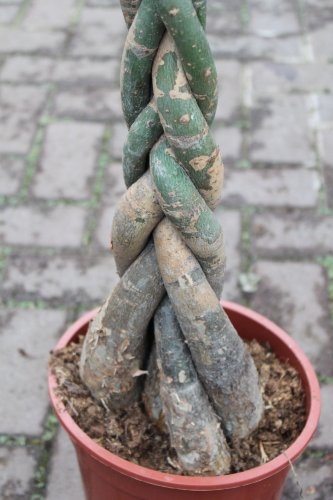 Pachira Aquatica - Money Plant- Approx 60cm 2 Pachira Aquatica - Money Plant- Approx 60cm