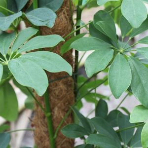 Moss Pole for Supporting House Plants-116cms Tall