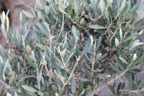 Olive Trees - Half standards - Approx 1.1M Tall-Olea europaea Olive Trees - Half standards - Approx 1.1M Tall-Olea europaea.