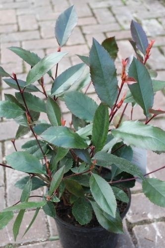 Photinia 'Super Red' - Colourful Plant - Approx 60cms tall 1 Photinia 'Super Red' - Colourful Plant - Approx 60cms tall