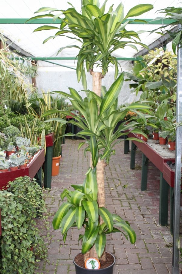 Dracaena Massangeana - Corn Plant- Available in 3 sizes