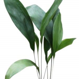 House Plant - Aspidistra elatior - Cast Iron Plant 55cm