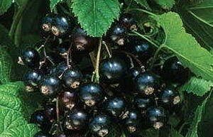 Blackcurrant Bush 'Ben Lomond'