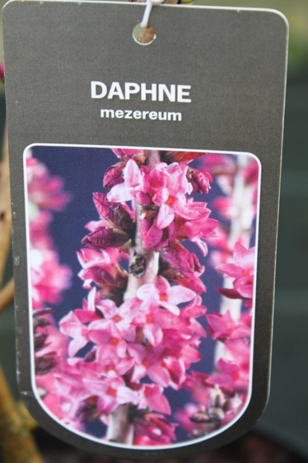 Daphne Mezereum- Good Sized Plants 65cms Tall