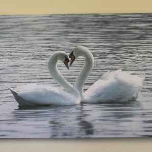 Large Swans Canvas Print