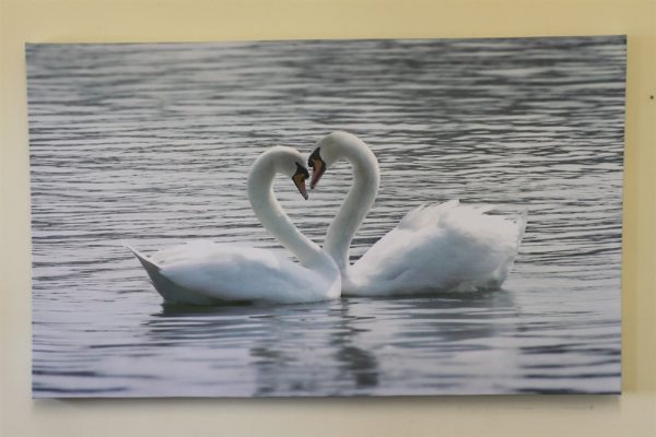 Large Swans Canvas Print