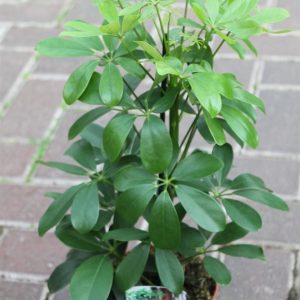 Schefflera arborea Nora Green Umbrella Plant 60cms