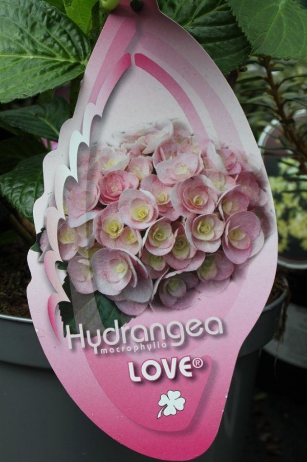 Hardy Garden Hydrangea Macrophylla 'Love' LARGE PLANT