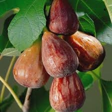 Ficus Carica 'Brown Turkey' - Sturdy Fig Tree 60cm Tall 3 Ficus Carica 'Brown Turkey' - Sturdy Fig Tree 60cm Tall