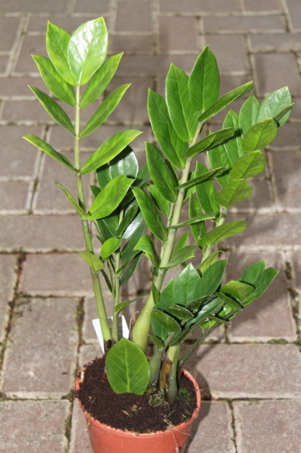Zamioculcas Zamiifolia 30cms Tall-Zanzibar Gem