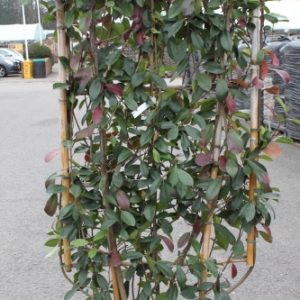 Photinia Fraserii Red Robin - on a Trellis Approx 1.7M Tall