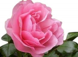 Standard Rose Tree Bush Variety 'Congratulations'