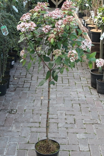Garden Plant-Virburnum Tinus - Half Standards - Unusual Form Of This Hardy Garden Plant 3 Garden Plant-Virburnum Tinus - Half Standards - Unusual Form Of This Hardy Garden Plant