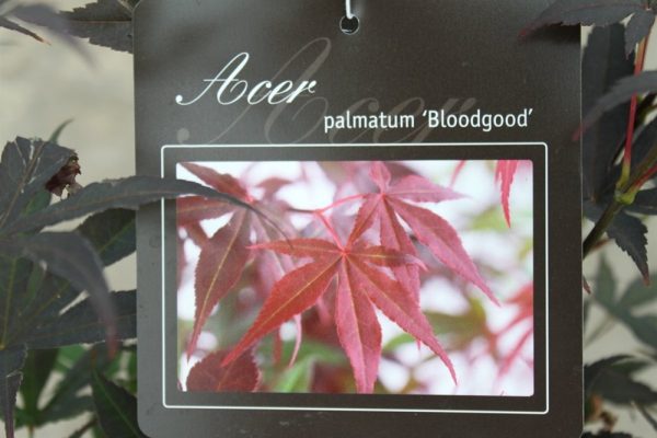 Acer Palmatum BloodGood - Japanese Maple 1.7M Tall
