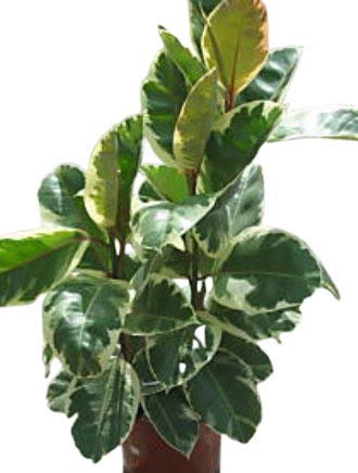 Ficus elastica Variegata - Variegated Rubber Plant Approx 75cm