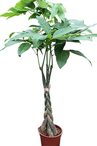 Indoor Plant -House or Office Plant - Pachira Aquatica - Money Plant- Approx 55cm Tall With Braided Stem