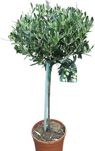 Olea Europaea