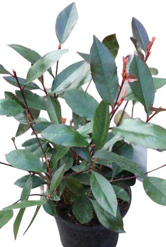 Photinia 'Super Red' - Colourful Plant - Approx 60cms tall