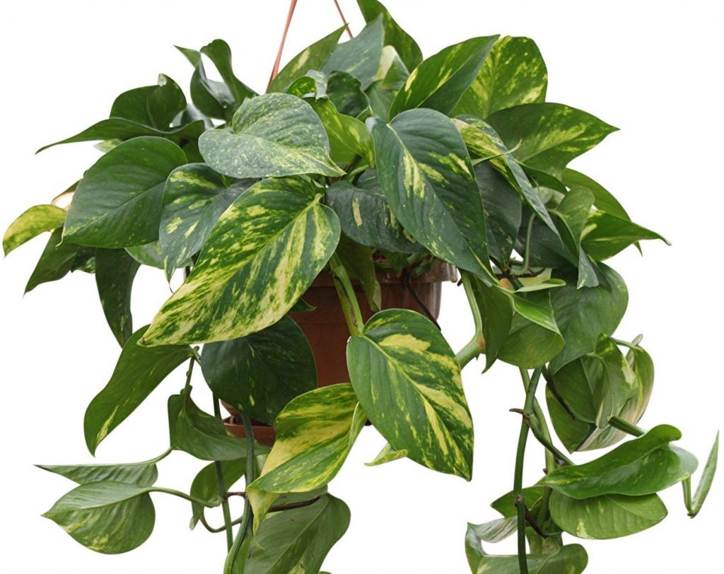 Scindapsus Aureus- Commonly known as Devils Ivy-in a hanging pot ...