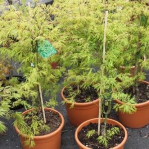 Acer Palmatum Dissectum Flavescens - Japanese Maple 100cm Tall