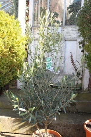 Olive tree bushes - Approx 1m tall- Olea europaea