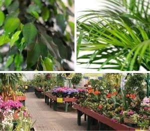 Plants - House & Office