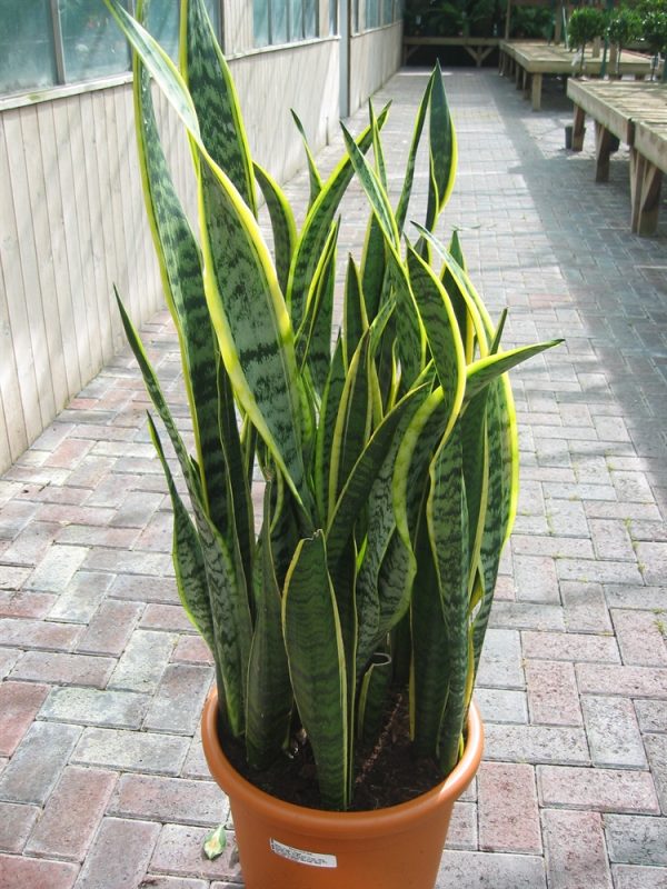 Sansevaria - Mother in Laws Tongue Large Variegated 45cm